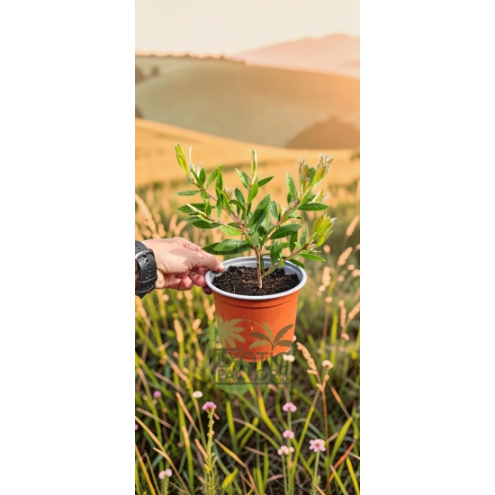 oferowana sadzonka Callistemon citrinus w doniczce