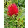 zbliżenie na czerwony kwiatostan kuflika callistemon