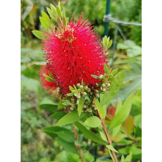 zbliżenie na czerwony kwiatostan kuflika callistemon