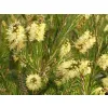 żółte kwiatostany kuflika Callistemon sieberi przypominające szczotki do butelek