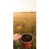 oferowana sadzonka kwitnącego na żółto Callistemon sieberi na taras