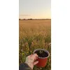 oferowana sadzonka mrozoodpornego kuflika żółtego do donicy