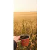 oferowana sadzonka kwitnącego krzewu Callistemon sieberi