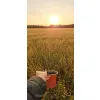 oferowana sadzonka zimozielonego kuflika żółtego