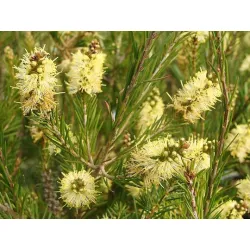 żółte kwiatostany kuflika Callistemon sieberi przypominające szczotki do butelek