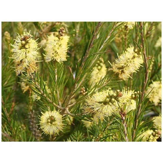 żółte kwiatostany kuflika Callistemon sieberi przypominające szczotki do butelek