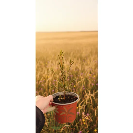 oferowana sadzonka kwitnącego krzewu Callistemon sieberi
