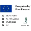 Paszport roślin Laurus nobilis