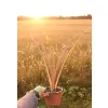 oferowana sadzonka Phormium tenax na taras