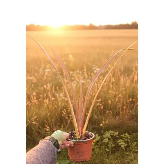 oferowana sadzonka Phormium tenax na taras
