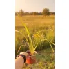 oferowana sadzonka tęgosza mocnego variegata w doniczce 0,8 litra