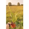 sadzonka lnu nowozelandzkiego variegata w doniczce 0,8 litra