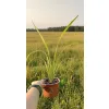 oferowana sadzonka Phormium tenax variegata w doniczce