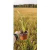 oferowana sadzonka szybko rosnącego lnu nowozelandzkiego variegata w doniczce