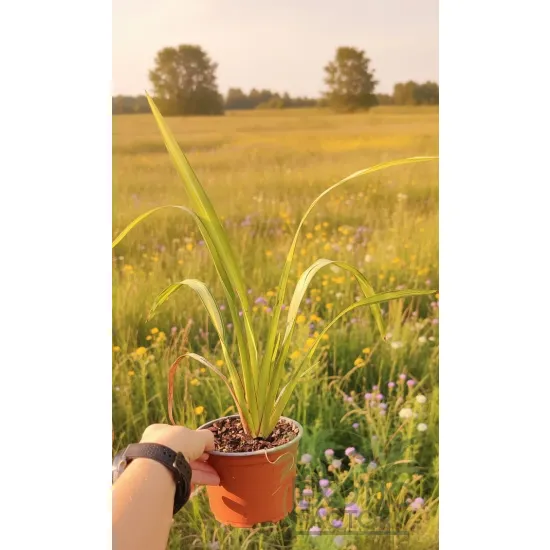 sadzonka lnu nowozelandzkiego variegata w doniczce 0,8 litra
