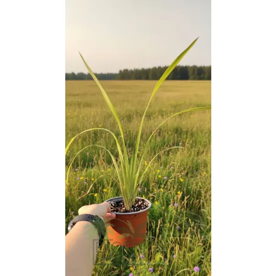 oferowana sadzonka Phormium tenax variegata w doniczce