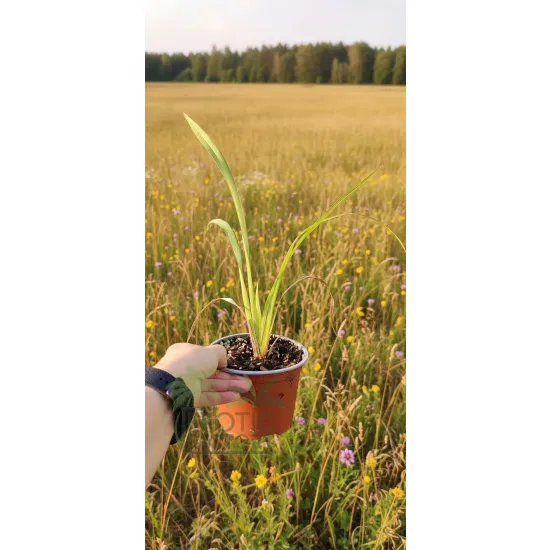 oferowana sadzonka szybko rosnącego lnu nowozelandzkiego variegata w doniczce