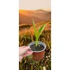 oferowana sadzonka liatris spicata