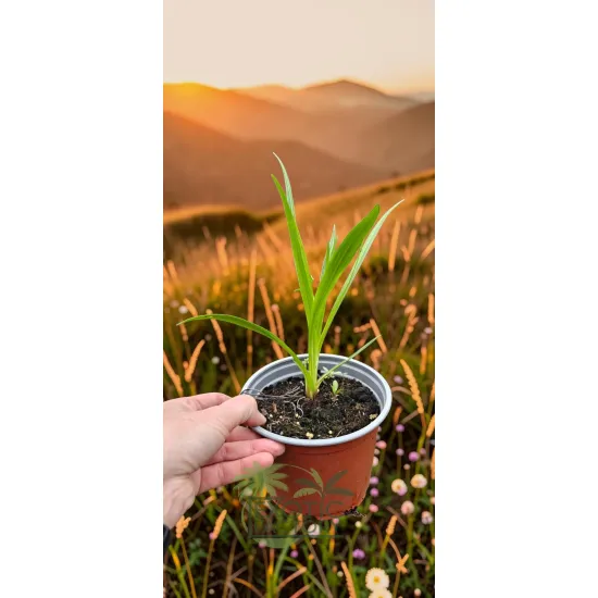 oferowana sadzonka liatris spicata