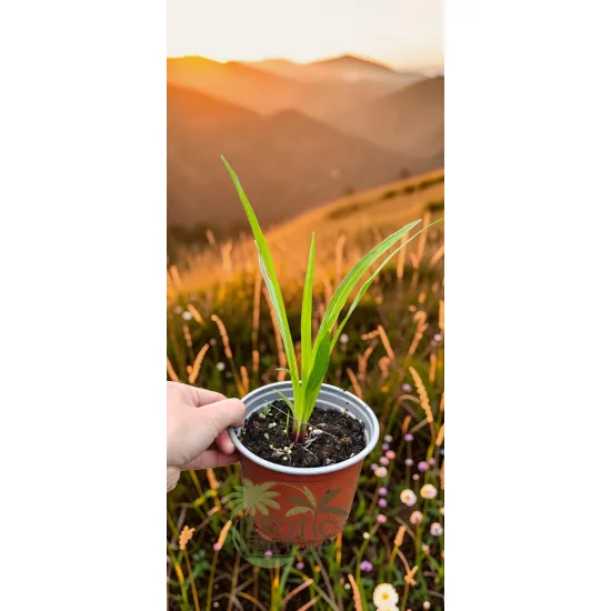 oferowana sadzonka liatry wieloletniej w doniczce 1 litr