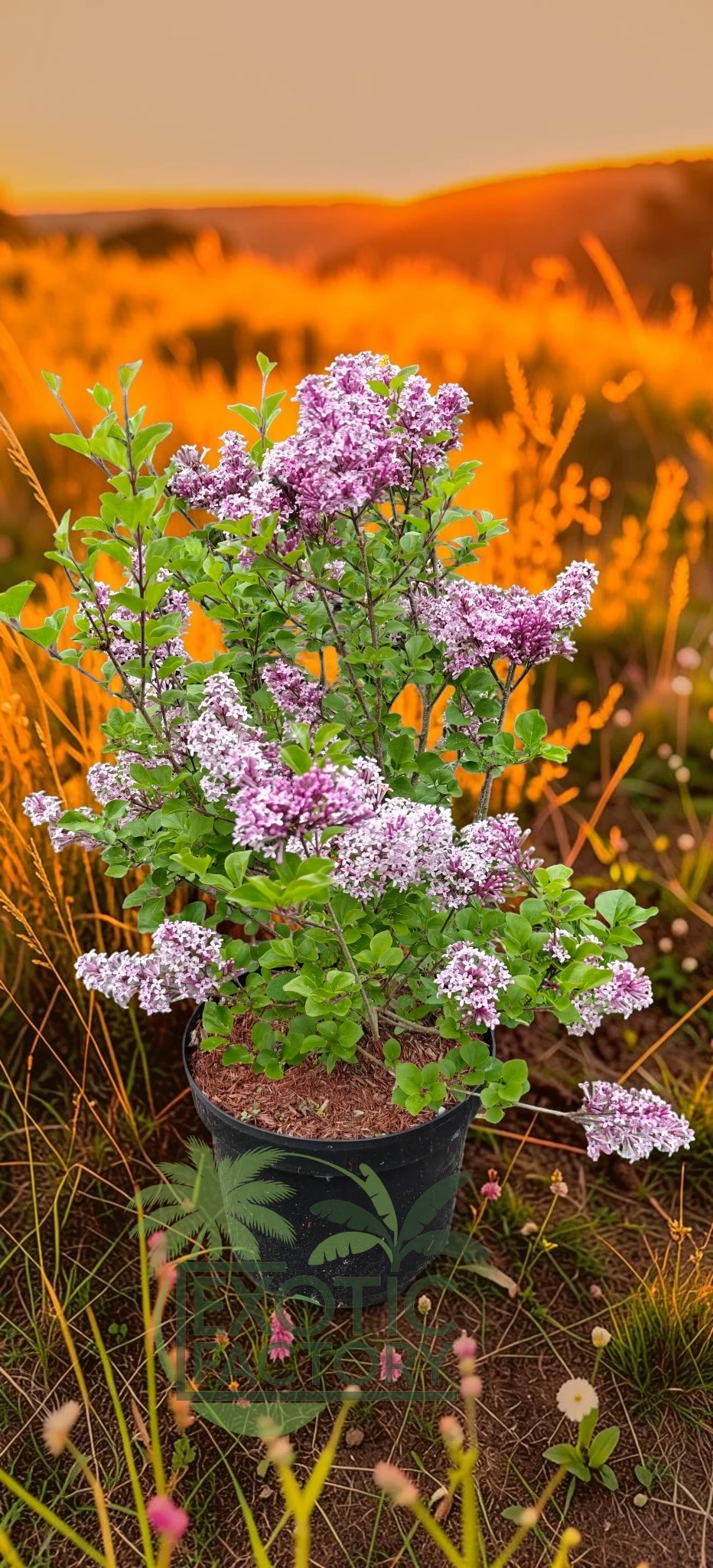 oferowana sadzonka lilaka Meyera Palibin