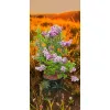 oferowana sadzonka lilaka Meyera Palibin