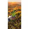 oferowana sadzonka kwitnącego na pomarańczowo liliowca hemerocallis