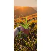oferowana sadzonka liliowca rdzawego w doniczcze