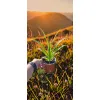 oferowana sadzonka liliowca pomarańczowego w doniczce