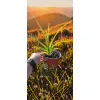 oferowana sadzonka wieloletniego liliowca pomarańczowego