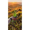 oferowana sadzonka liliowca ogrodowego w doniczce