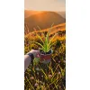 oferowana sadzonka wysokiego liliowca w doniczce