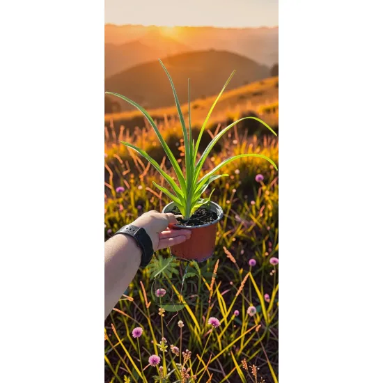 oferowana sadzonka liliowca ogrodowego w doniczce