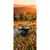 oferowana sadzonka hortensji bukietowej Limelight