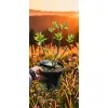 oferowana sadzonka hortensji bukietowej Limelight