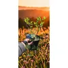 oferowana sadzonka hortensji bukietowej Limelight