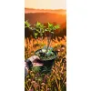 oferowana sadzonka hortensji bukietowej Limelight