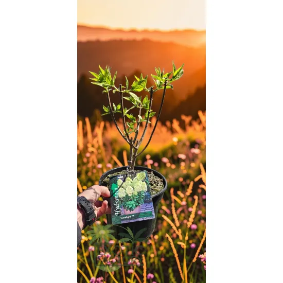 oferowana sadzonka hortensji bukietowej Limelight