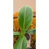 oferowana sadzonka bananowca do ogrodu Musa Sikkimensis Manipur Massive w doniczce
