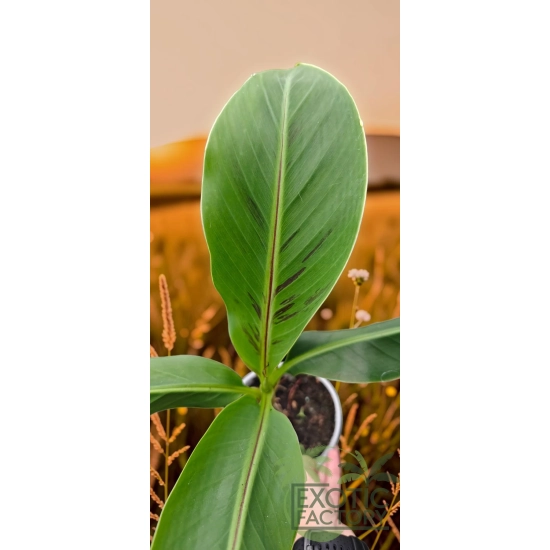 oferowana sadzonka bananowca do ogrodu Musa Sikkimensis Manipur Massive w doniczce
