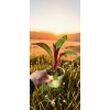 oferowana sadzonka bananowca ensete ventricosum maurelli