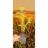 oferowana sadzonka Metasequoia glyptostroboides w doniczce