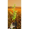 oferowana sadzonka Metasequoia glyptostroboides w doniczce