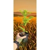 oferowana sadzonka Metasequoia glyptostroboides w doniczce