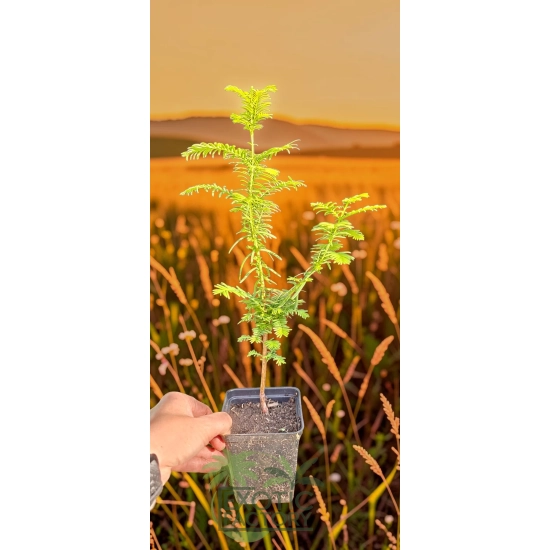 oferowana sadzonka Metasequoia glyptostroboides w doniczce