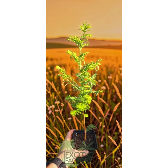 oferowana sadzonka Metasequoia glyptostroboides w doniczce