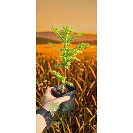 oferowana sadzonka Metasequoia glyptostroboides w doniczce