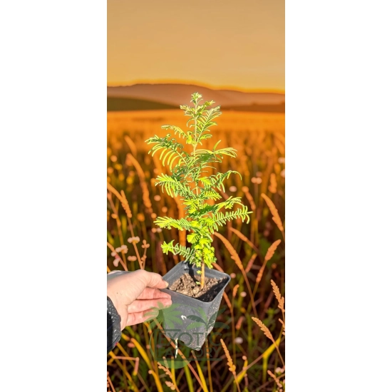 oferowana sadzonka metasekwoi chińskiej