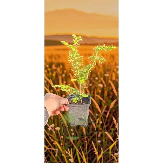 oferowana sadzonka metasekwoi chińskiej na bonsai