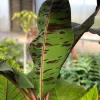 Bananowiec Musa sumatrana Zebrina Rojo rosnący w ogrodzie